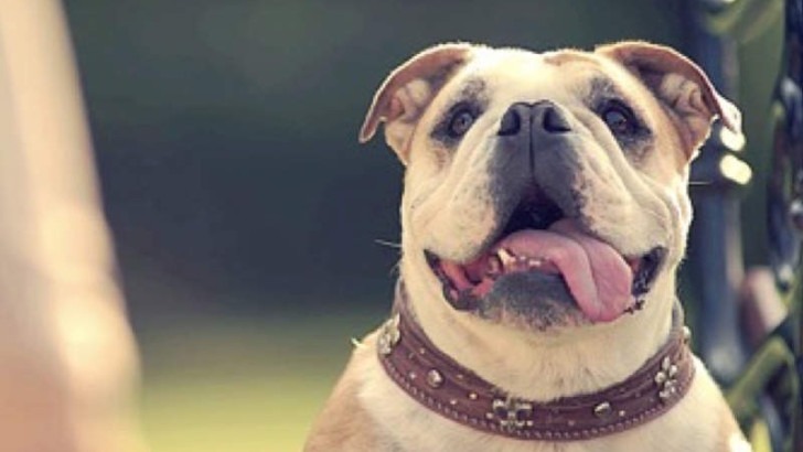 1822direkt – Hund (sponsored)