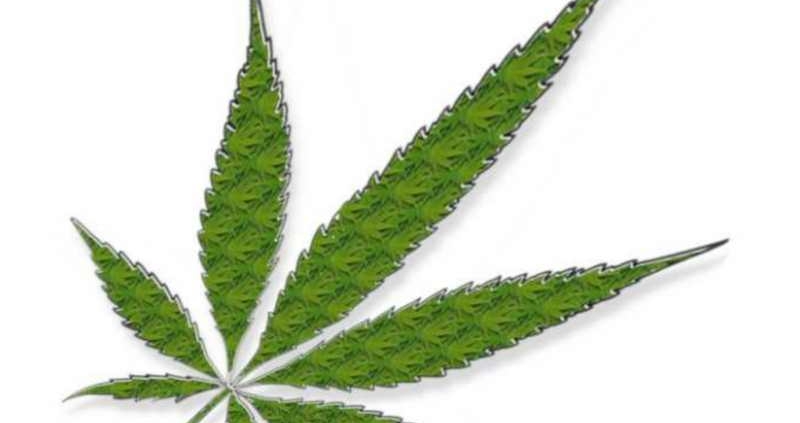 Cannabis & CBD - mehr als nur Droge
