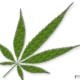 Cannabis & CBD - mehr als nur Droge